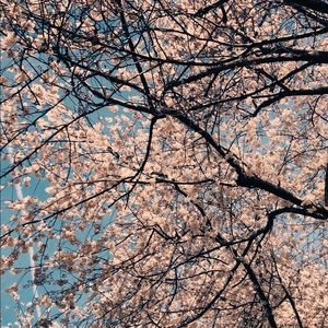 Meet your Posher, Kinley